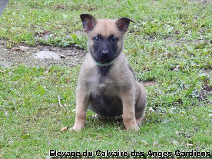 Chiots issu de l’élevage